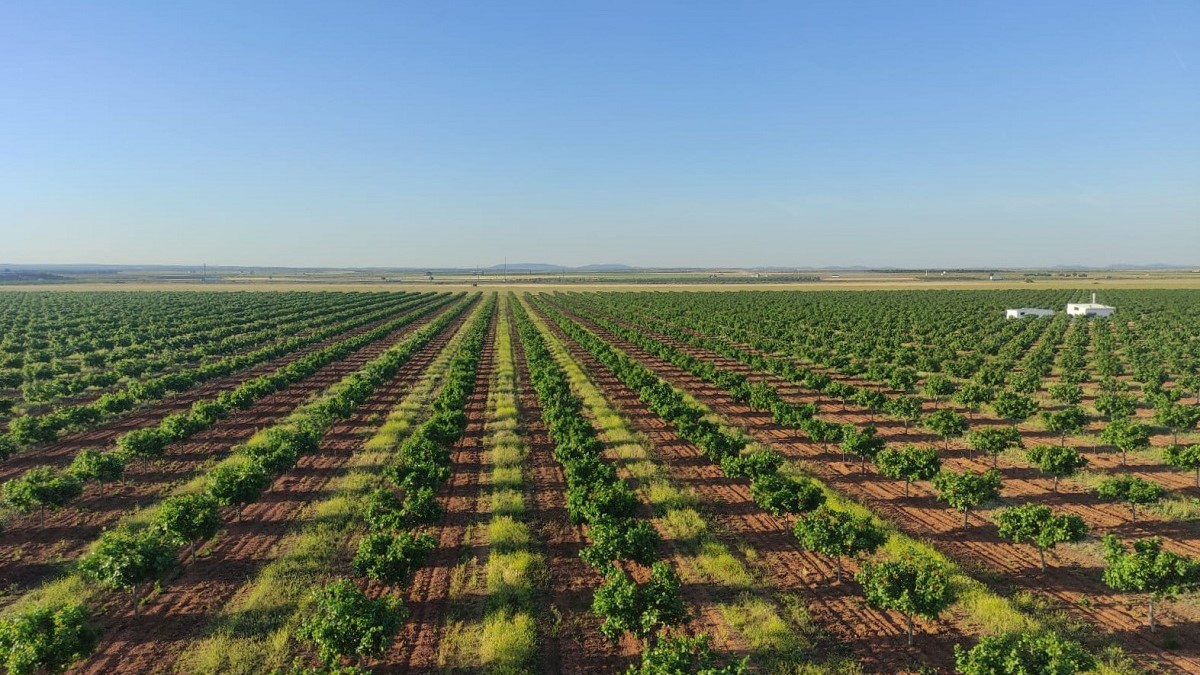 Grupo IberoPistacho - Plantación